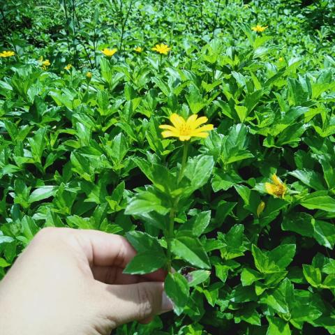 Dosen Peternakan UMBY Aplikasikan Hasil Penelitian di Kabupaten Kulon Progo