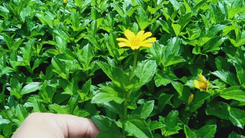 Dosen Peternakan UMBY Aplikasikan Hasil Penelitian di Kabupaten Kulon Progo