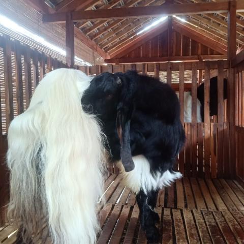 Prodi Peternakan UMBY perkuat riset kolaborasi Internasional dengan UPSI Malaysia dan Walailak University Thailand