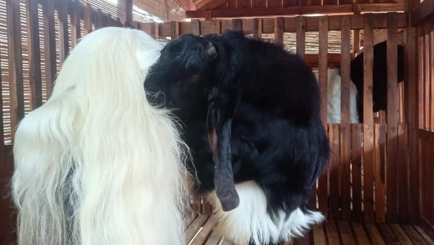 Prodi Peternakan UMBY perkuat riset kolaborasi Internasional dengan UPSI Malaysia dan Walailak University Thailand